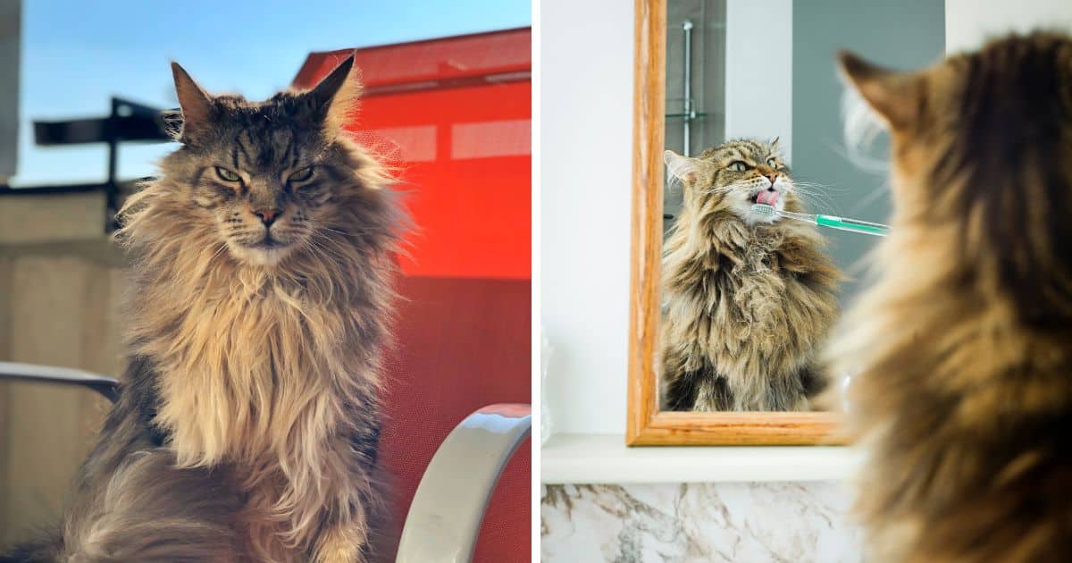 Are Maine Coons High Maintenance? What You Need To Know