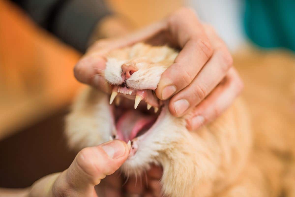 A ginger maine coon with open mouth showing teeth while  human hands holding jaw and head.