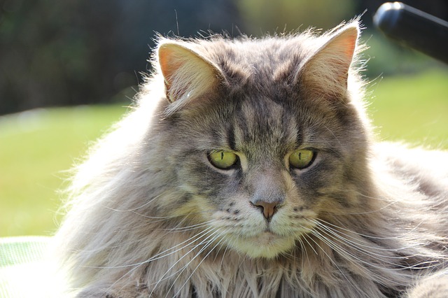 Maine Coon Affection