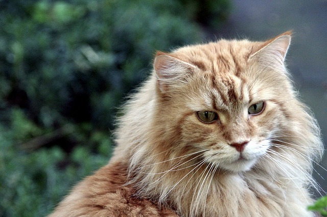 Maine Coon Affection