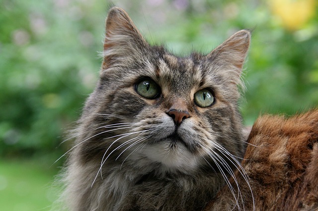 Maine Coon Affection