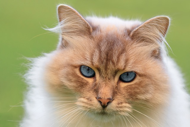 Maine Coon Affection