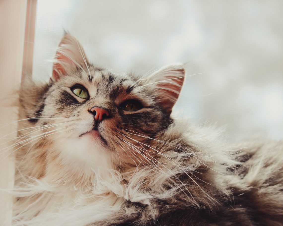 Do Maine Coon Cats Have An M On Their Forehead?