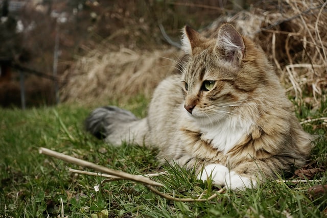 Maine Coon Cats Have An M