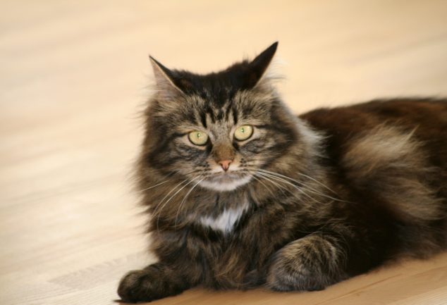 Maine Coon - All About Maine Coon Cats and Kittens - MaineCoon.org