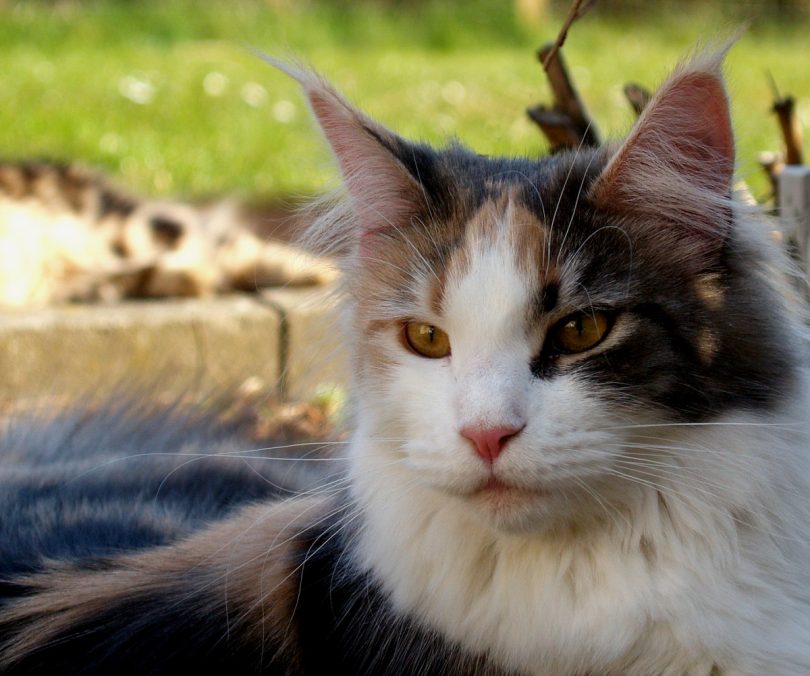 Should I Walk My Indoor Cat Outside?