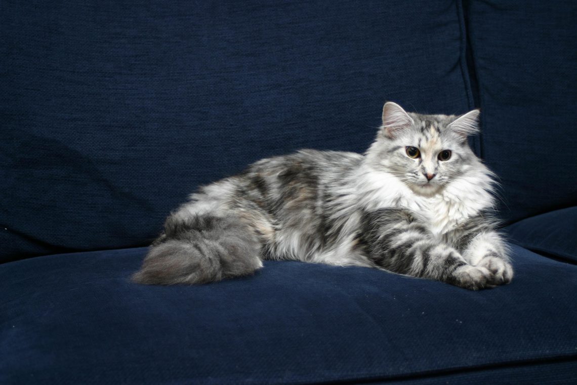 Should I Walk My Indoor Cat Outside?