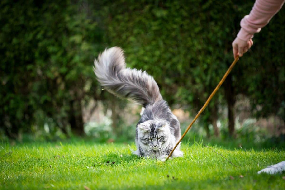 A fluffy gray maine coon chasing a toy on green grass.