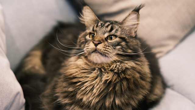 Are Maine Coon Cats Aggressive? - MaineCoon.org