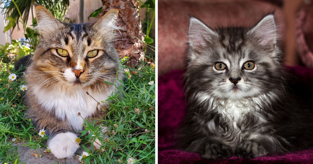 Are Maine Coon Cats Aggressive?