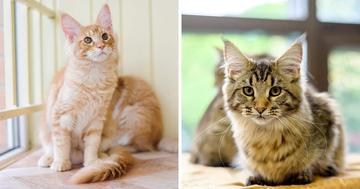 Can a Maine Coon Be an Indoor Cat