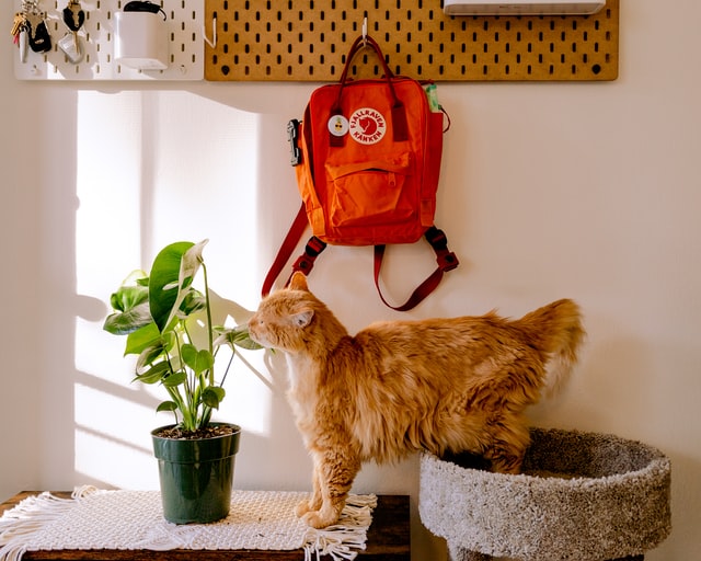 pooping outside the litter box