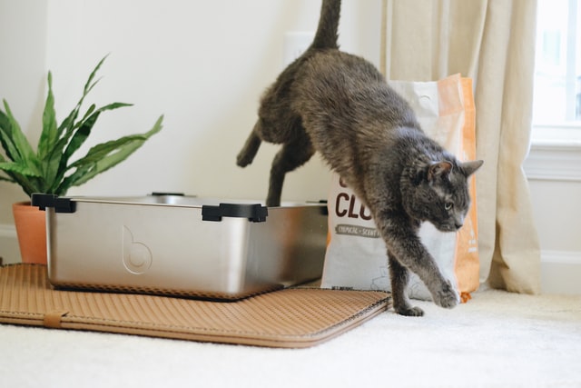 pooping outside the litter box