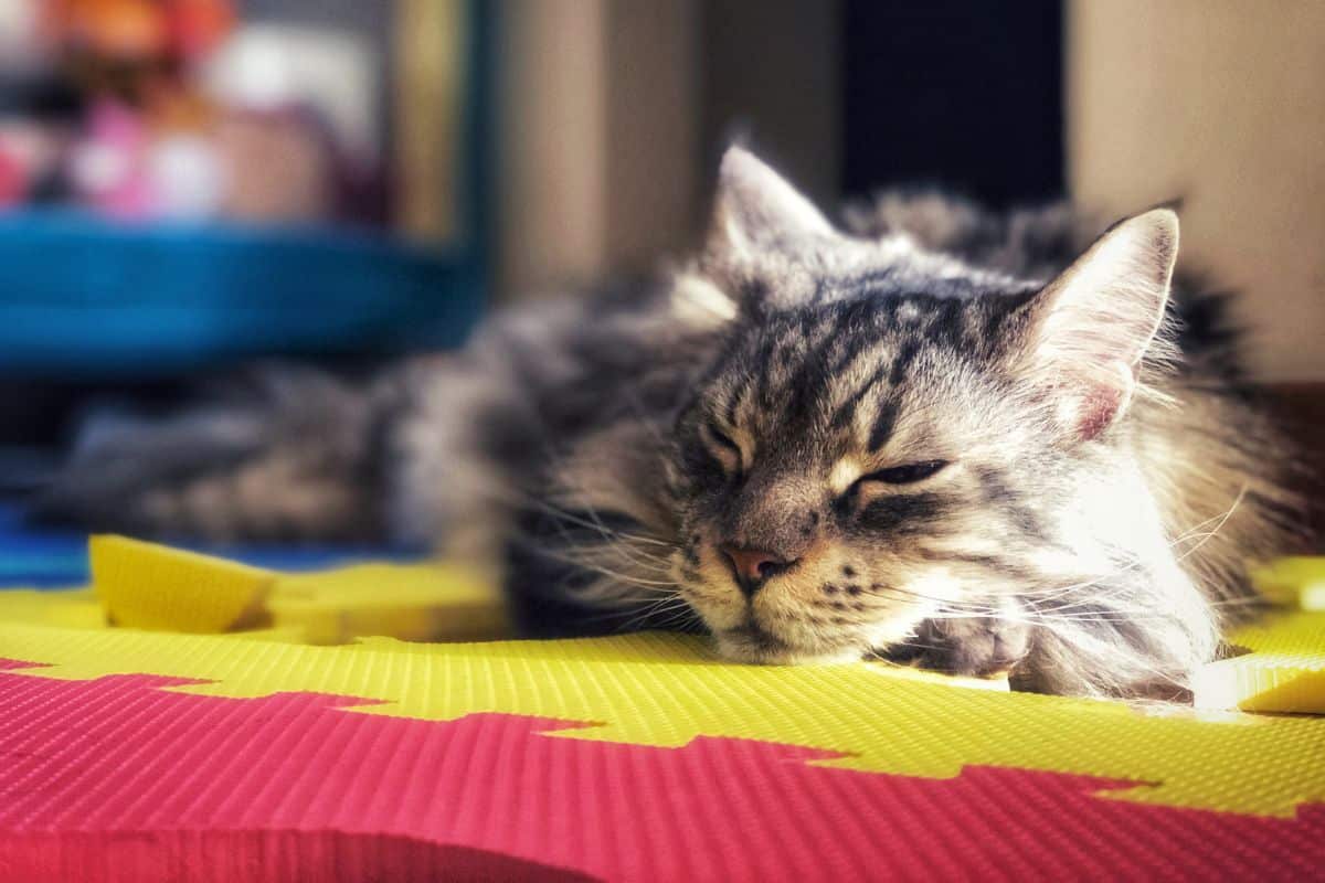 A sleeping gray maine coon.