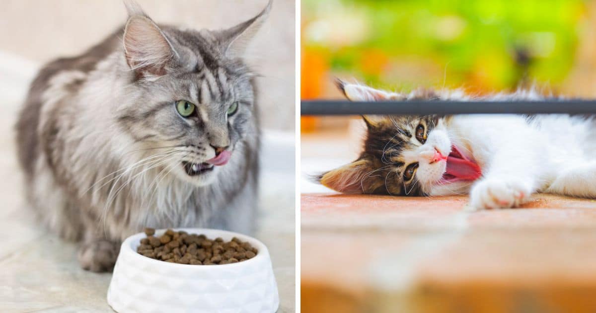 The 10 Best Maine Coon Cat Foods