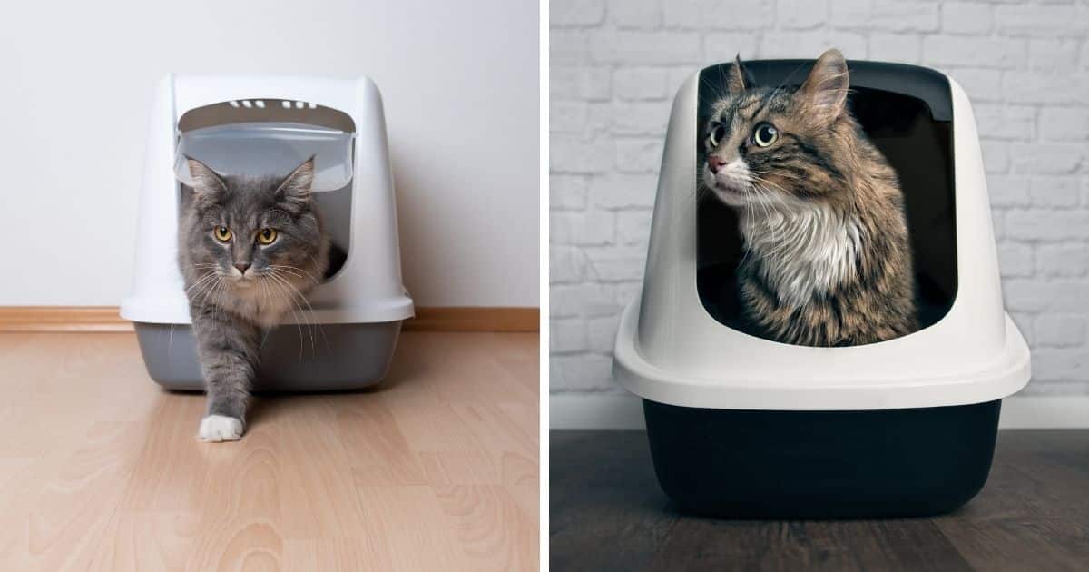 Why is My Cat not Using the Litter Box?