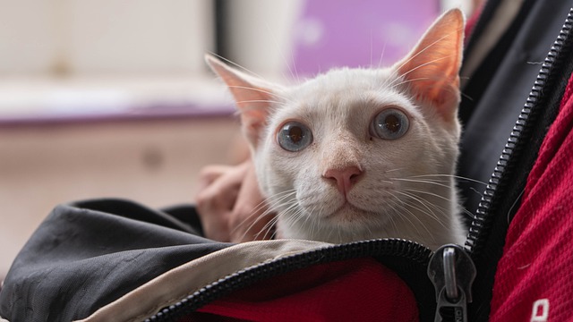 Cat Backpack