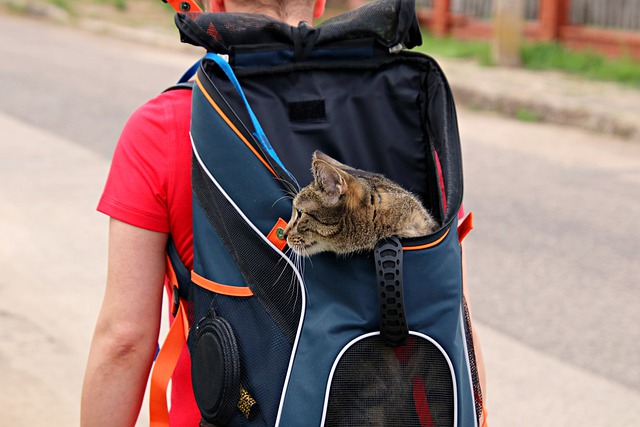 Cat Backpack