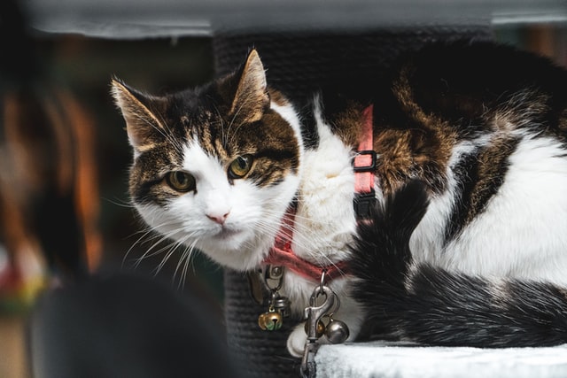 Cat Backpack