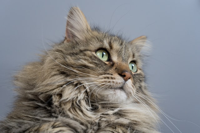 Maine Coon Diabetes Symptoms 