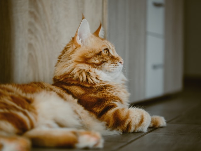 Maine Coon Diabetes Symptoms 