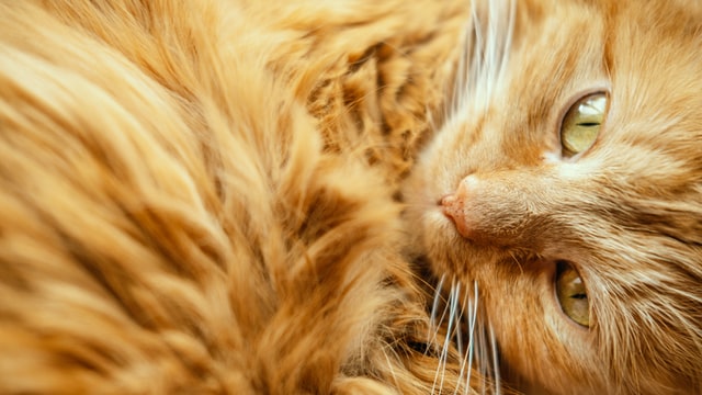 Maine Coon Diabetes Symptoms 