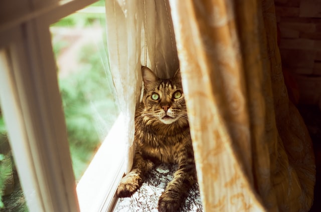 Maine Coon Diabetes Symptoms 