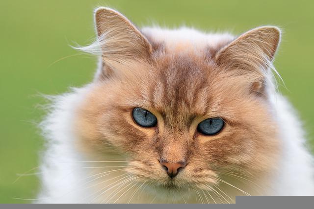 Maine Coon 