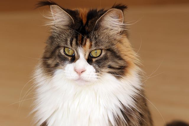 Maine Coon hcm 