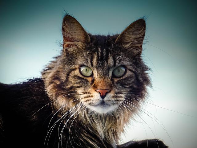 Maine Coon hcm 