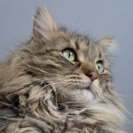 Maine Coon vocal