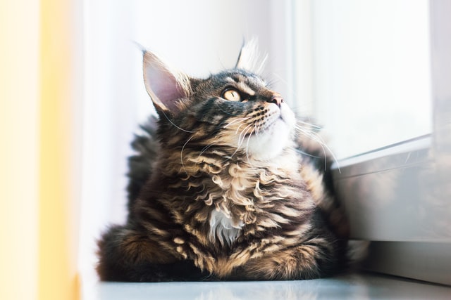 Maine Coon vocal