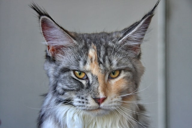 Maine Coon vocal