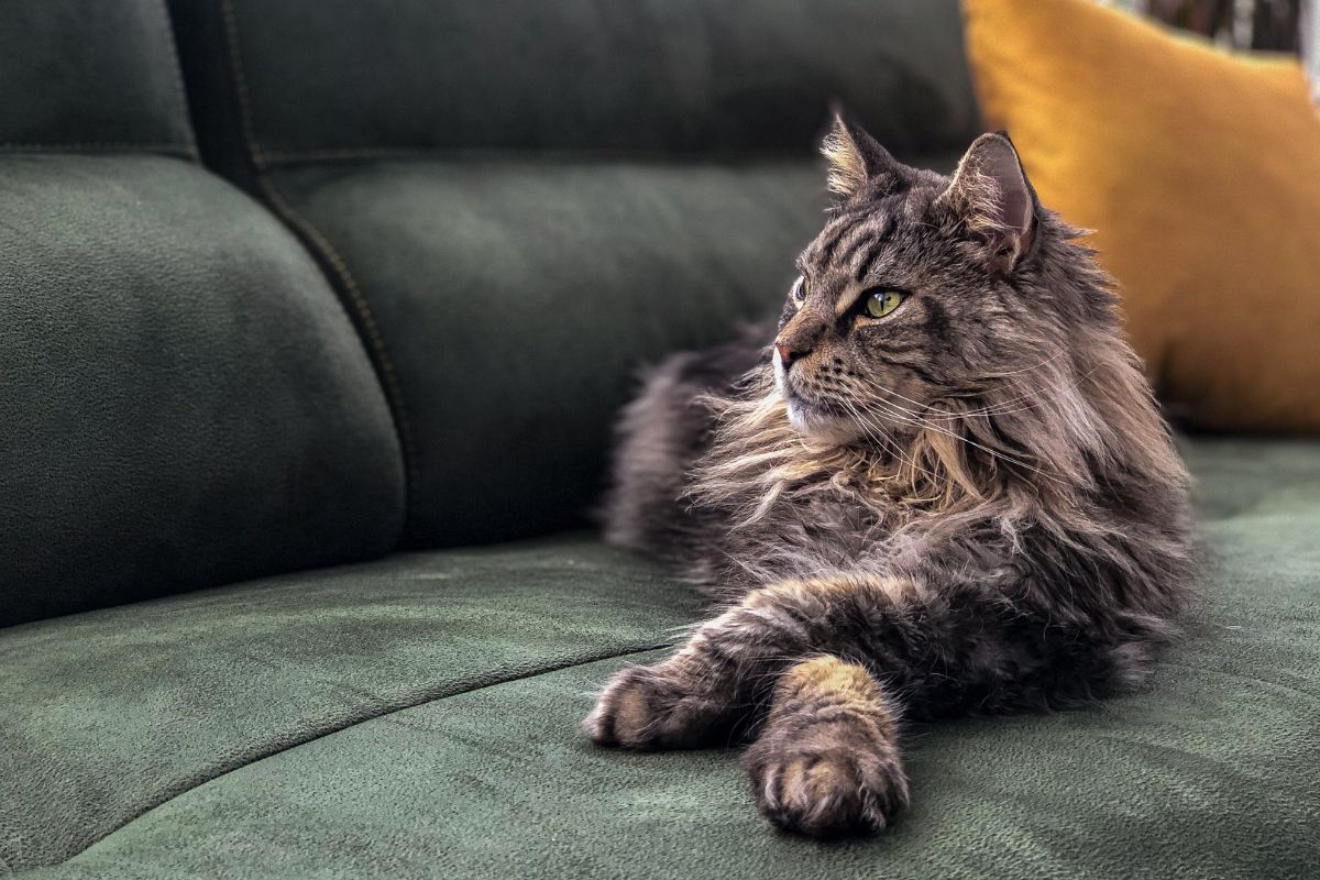 A brown maine coon lying on a green sofa.