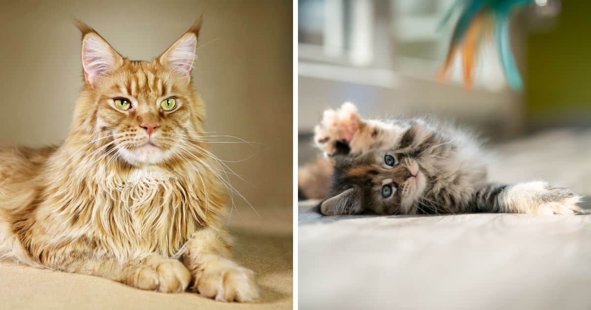 Do Maine Coons Have bed Feet