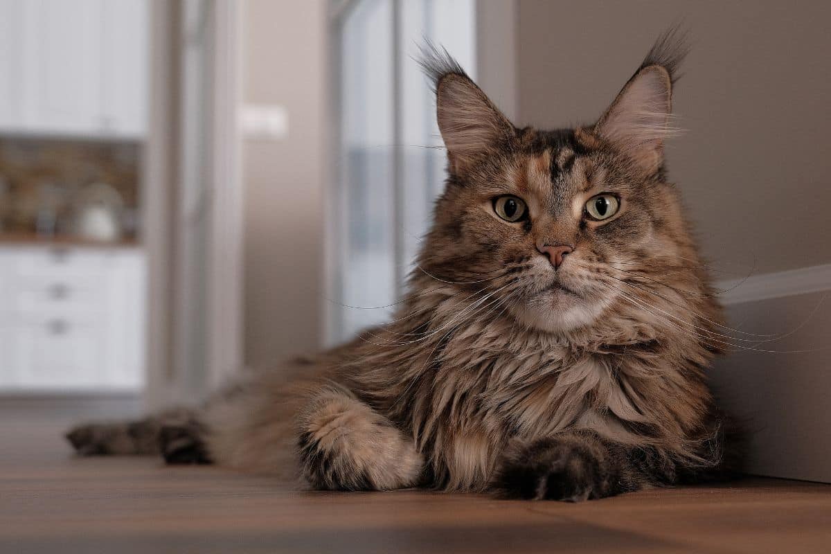 A gray maine coon lying on a kitchen floor.