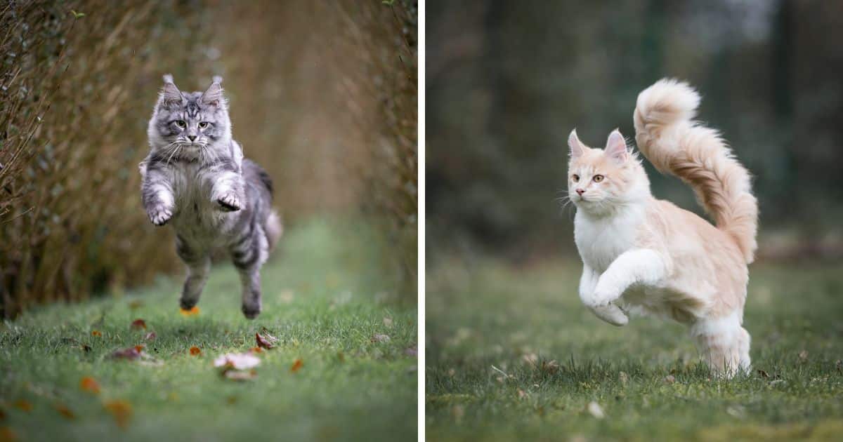 How High Can Maine Coon Cats Jump?