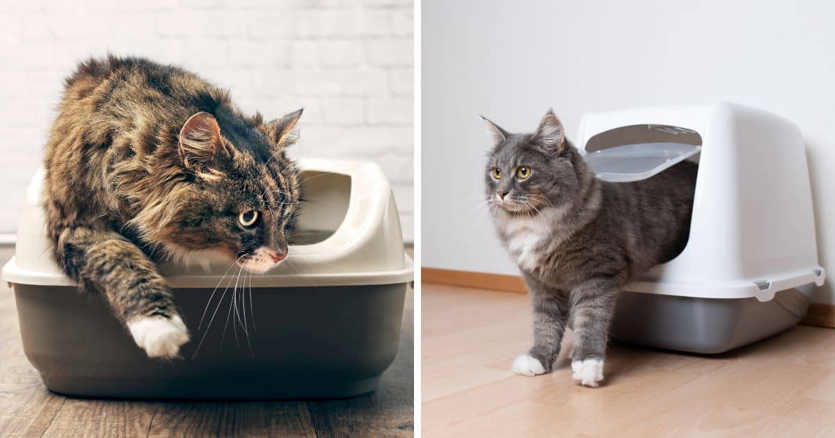 Maine Coon Litter Training