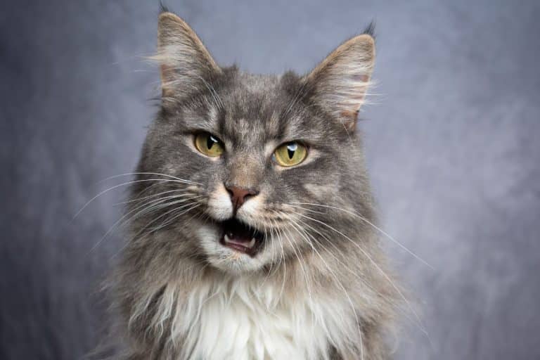Why are Maine Coon Cats So Vocal