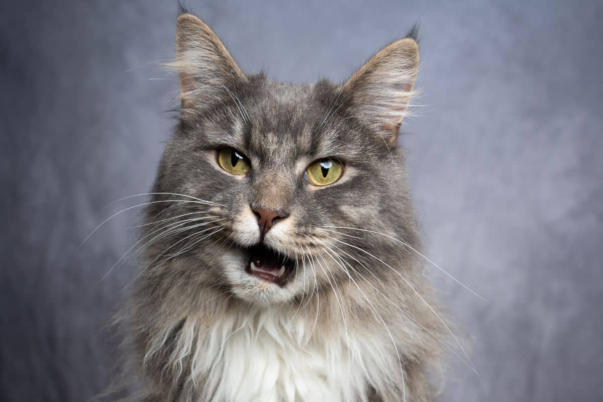 A gray maine coon meows.