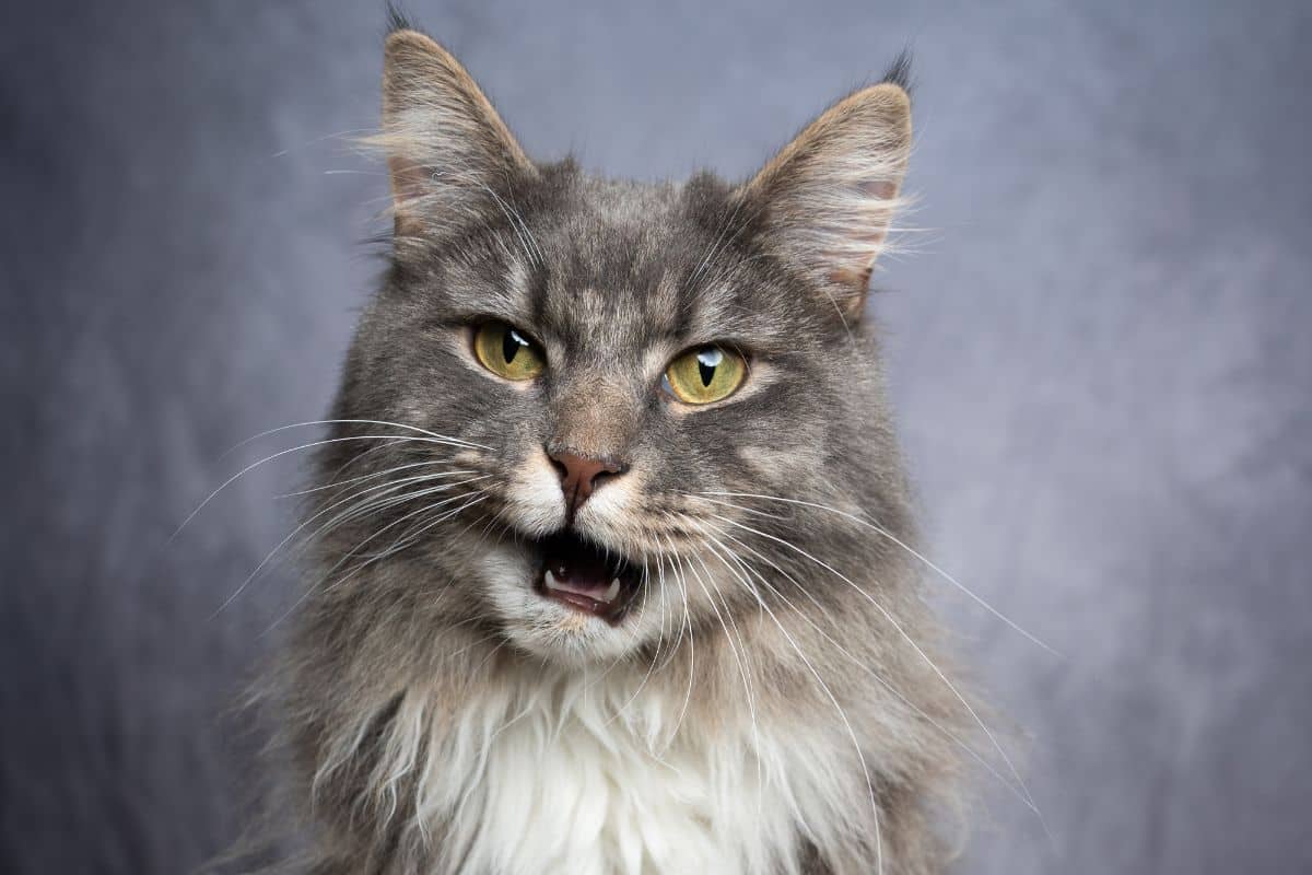 Angry Ginger Maine Coon Cat Gazing on Black background Greeting