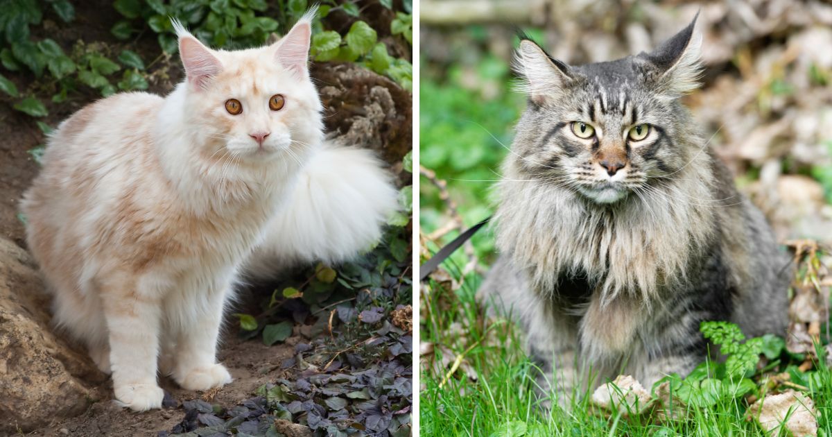 The Origin of the Maine Coon Cat