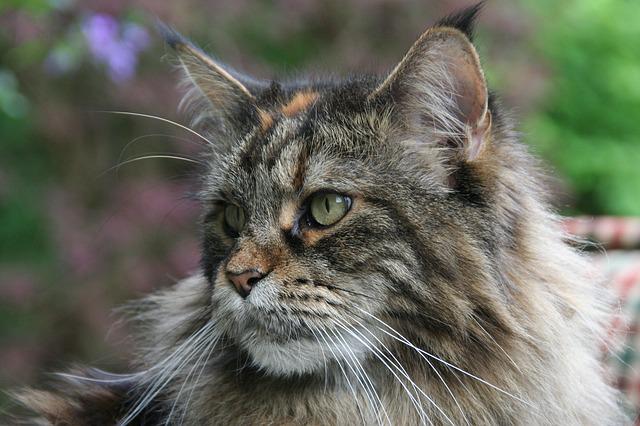 Cat dandruff