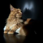 History of Maine Coon