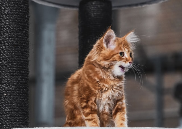 History of Maine Coon