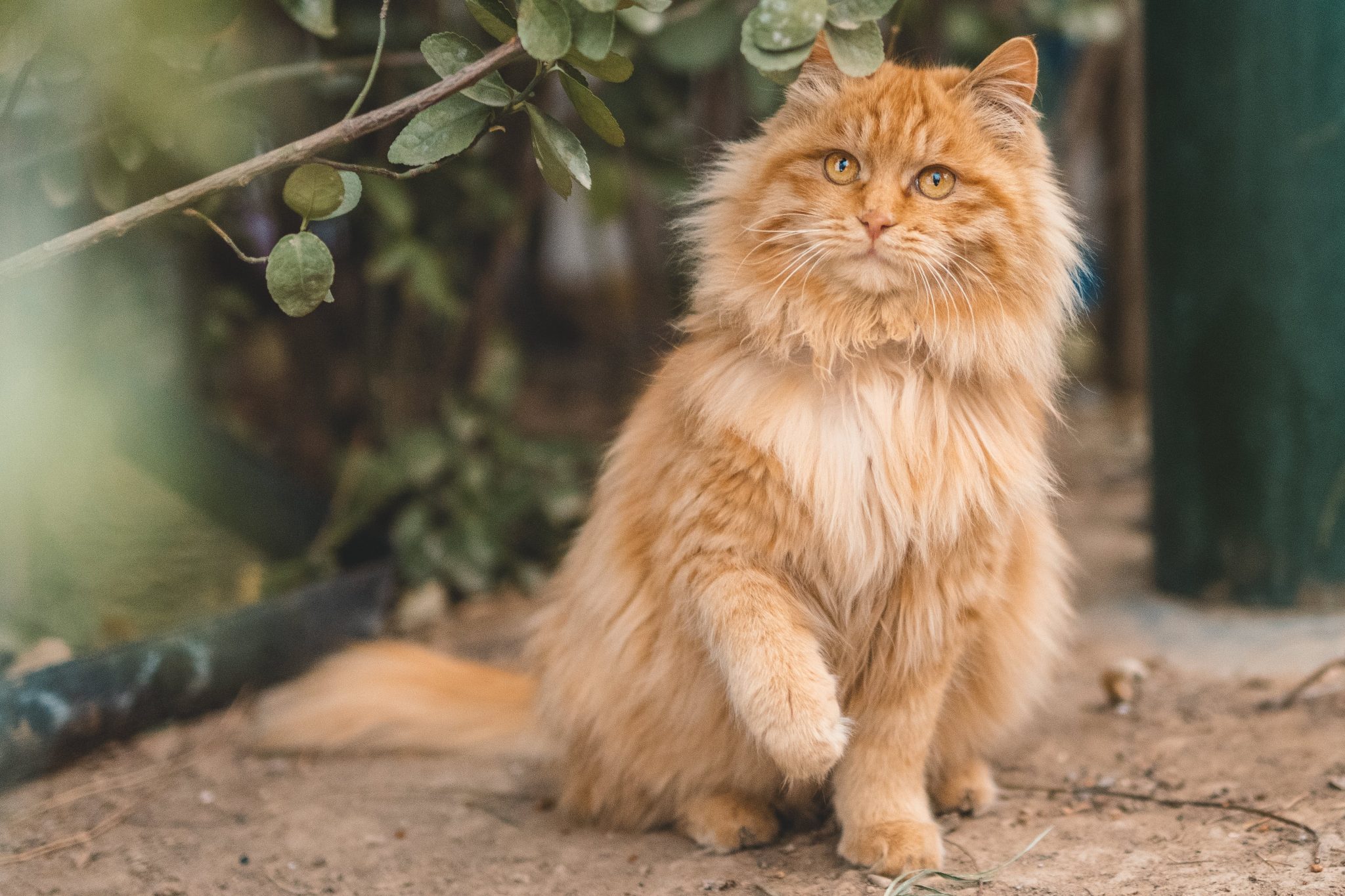 do-cats-think-humans-are-cute-mainecoon