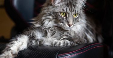 Maine Coon Cats Small