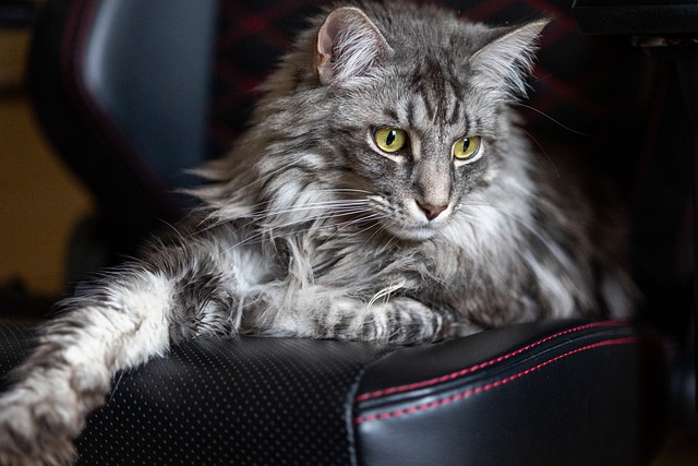 Maine Coon Cats Small