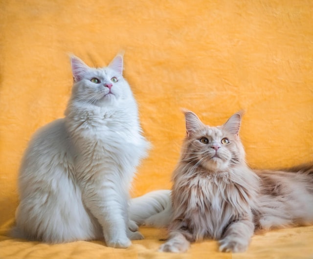 Maine Coon and Water