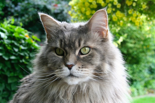 Maine Coon and Water